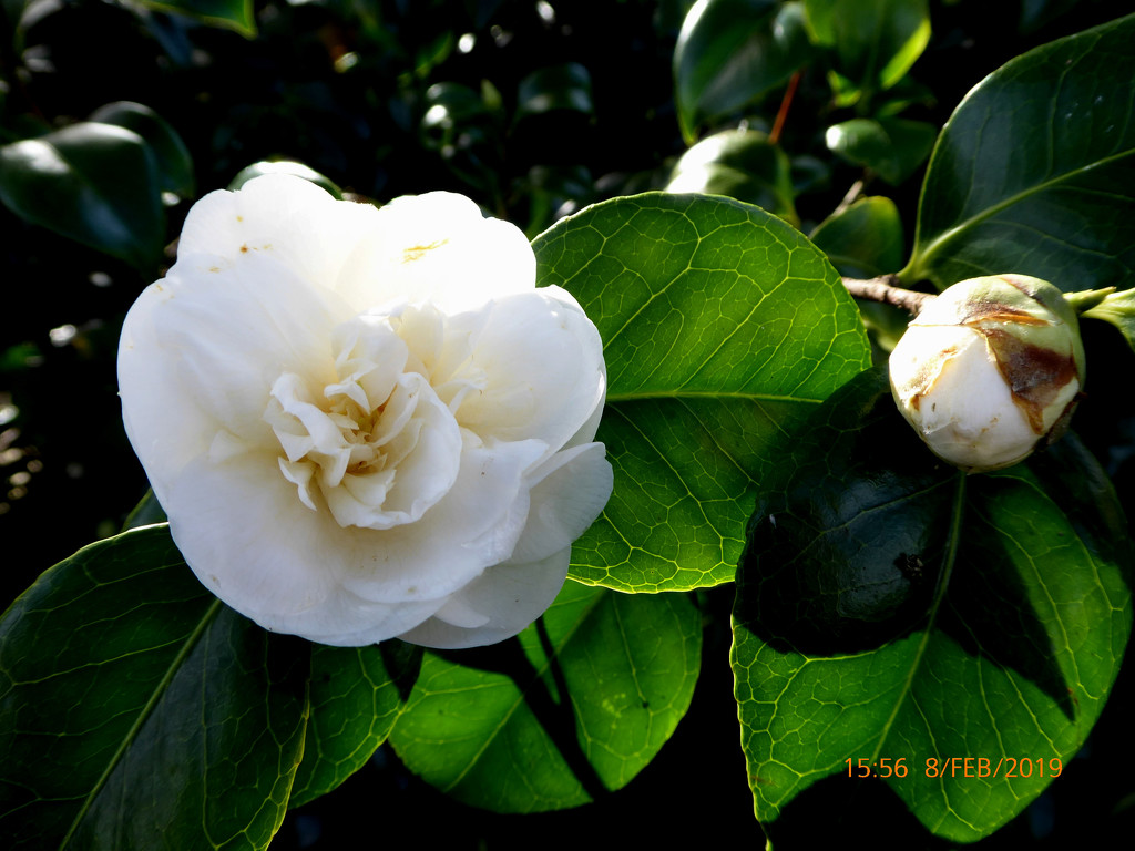 The first Camellia flowers to open in the garden by snowy
