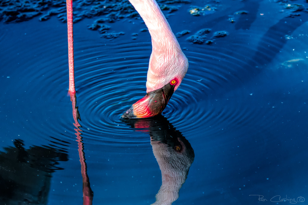 Flamingo Friday '19 06 by stray_shooter