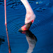 Flamingo Friday '19 06 by stray_shooter