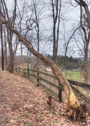 8th Feb 2019 - Fallen tree