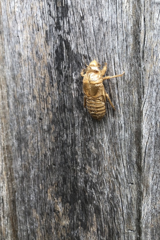 Cicada by kjarn