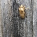 Cicada by kjarn