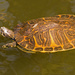 Turtle Enjoying the Sunshine! by rickster549