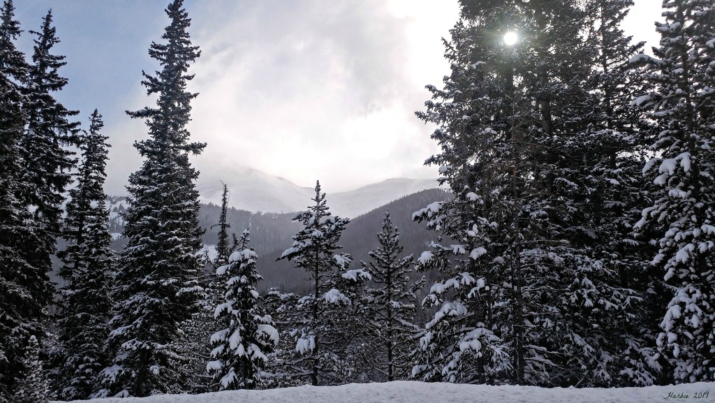 Snowy Pines by harbie