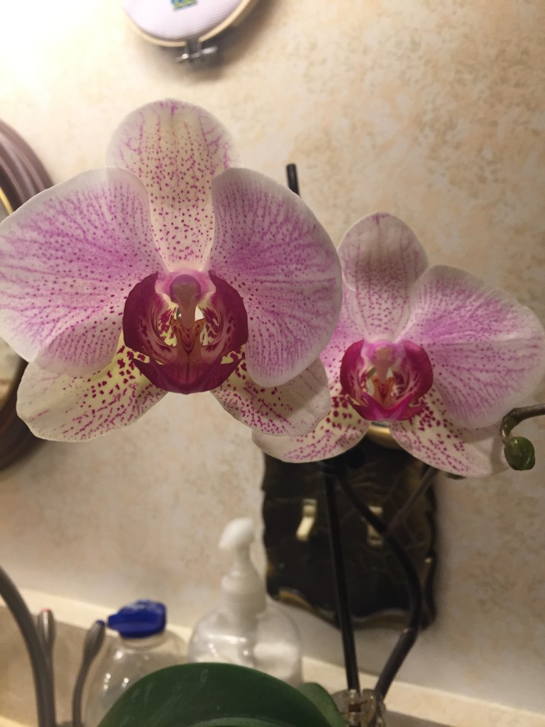 Another of Dad’s orchids is blooming! by kchuk