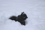 8th Feb 2019 - snow squirrel