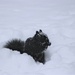 snow squirrel by edorreandresen