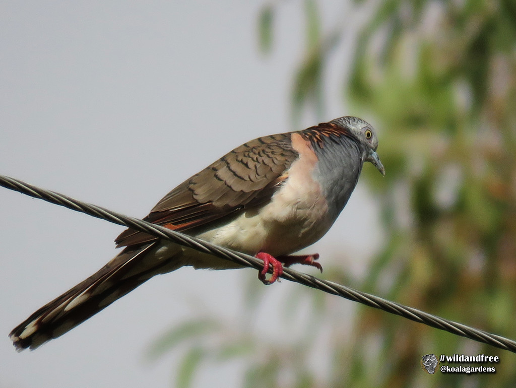 Bar-shouldered Dove by koalagardens