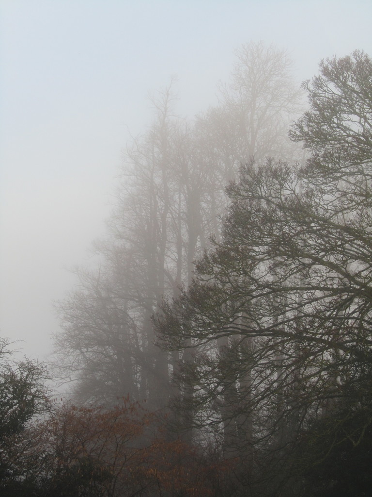 The beauty of fog. by jokristina