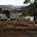Alpacas View by kgolab