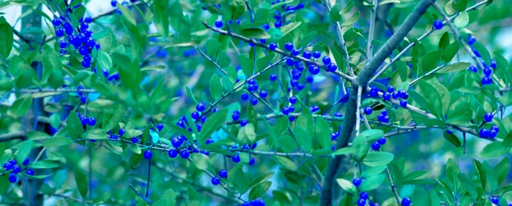 "BLUE" Berries by stownsend