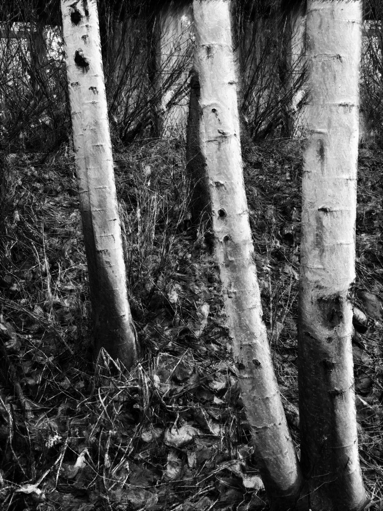 Tree trunks by shutterbug49