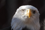 8th Feb 2019 - Day 39:  American Bald Eagle