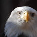 Day 39:  American Bald Eagle by jeanniec57