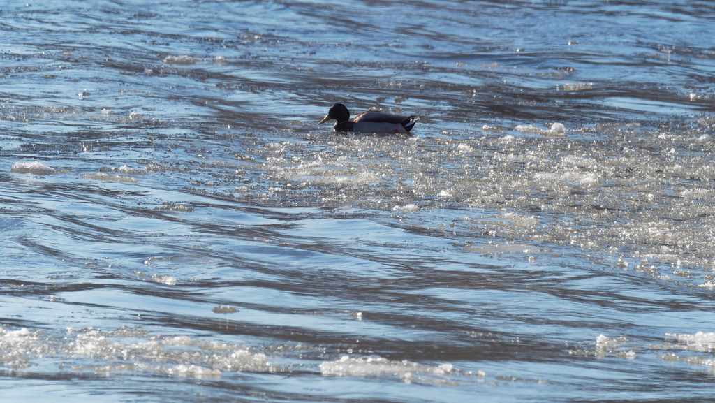 male mallard in icy waters by rminer