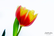 9th Feb 2019 - Red and yellow tulip
