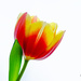 Red and yellow tulip by elisasaeter