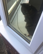 9th Feb 2019 - Window Cat