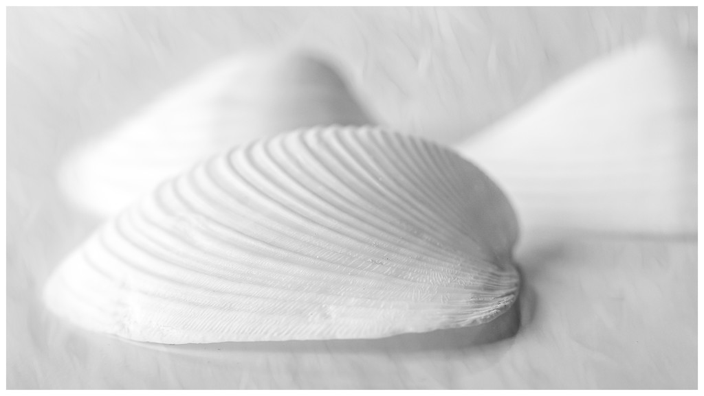 shells softly 2 by jernst1779