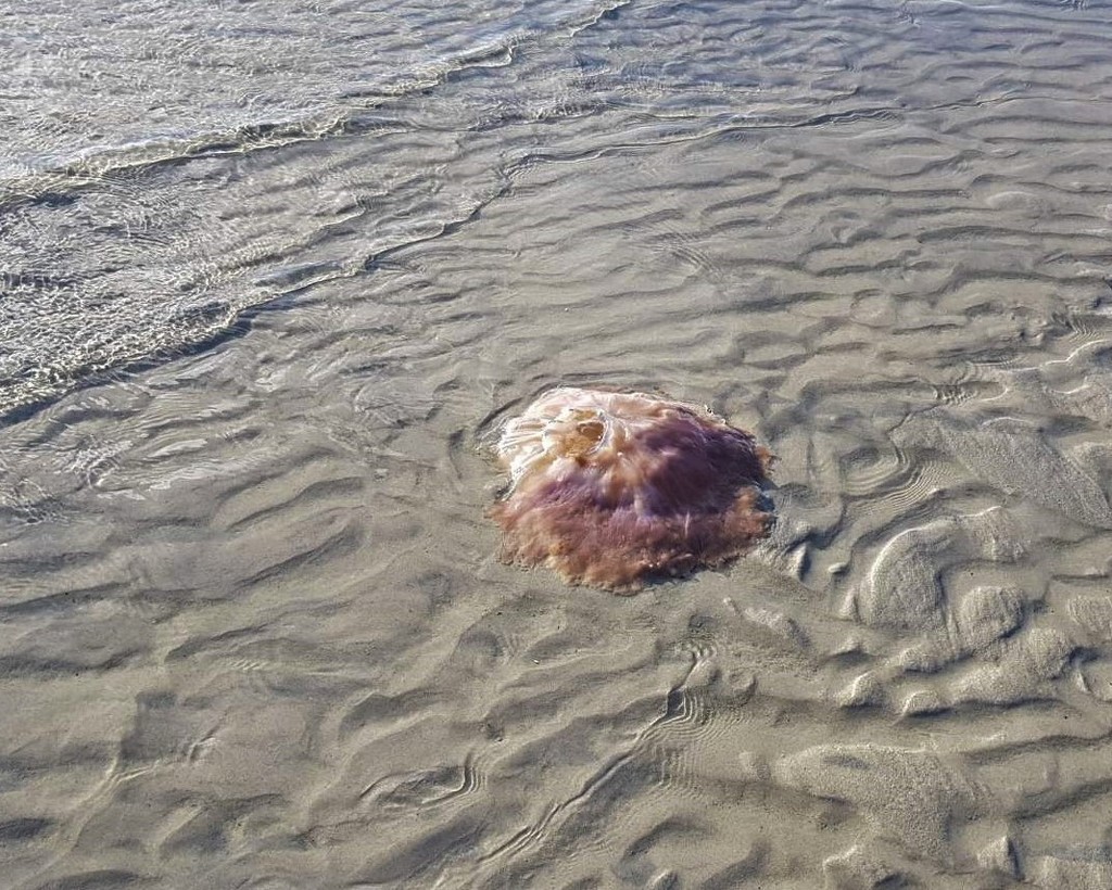 Large Stranded  Jellyfish ~         by happysnaps