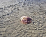 10th Feb 2019 - Large Stranded  Jellyfish ~        