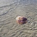 Large Stranded  Jellyfish ~         by happysnaps