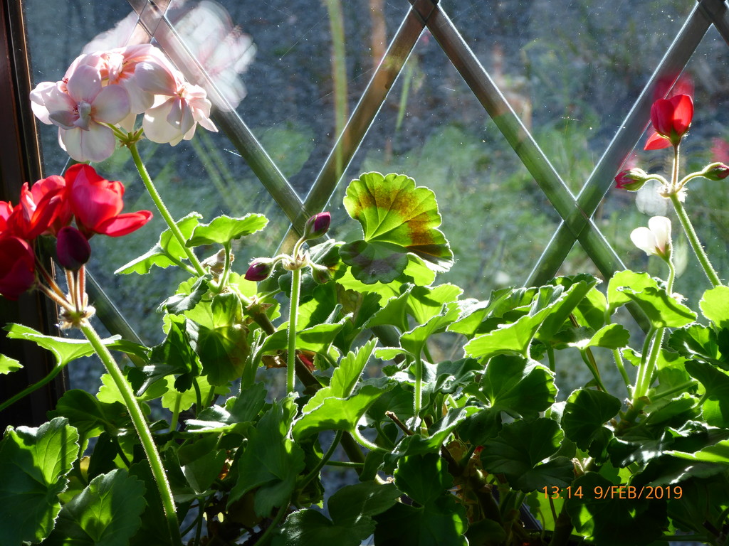 Geraniums on the window sill... by snowy