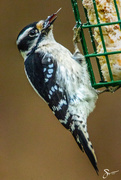 5th Feb 2019 - Downy Woodpecker