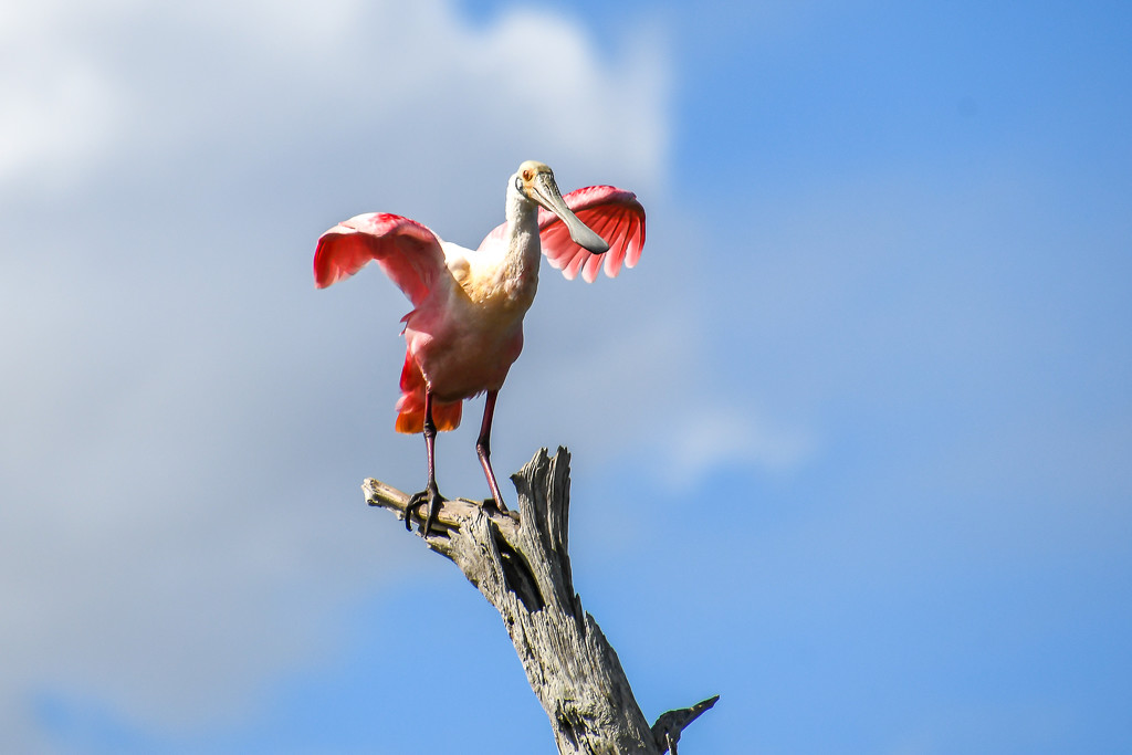 I'm a Roseatte Spoonbill by danette