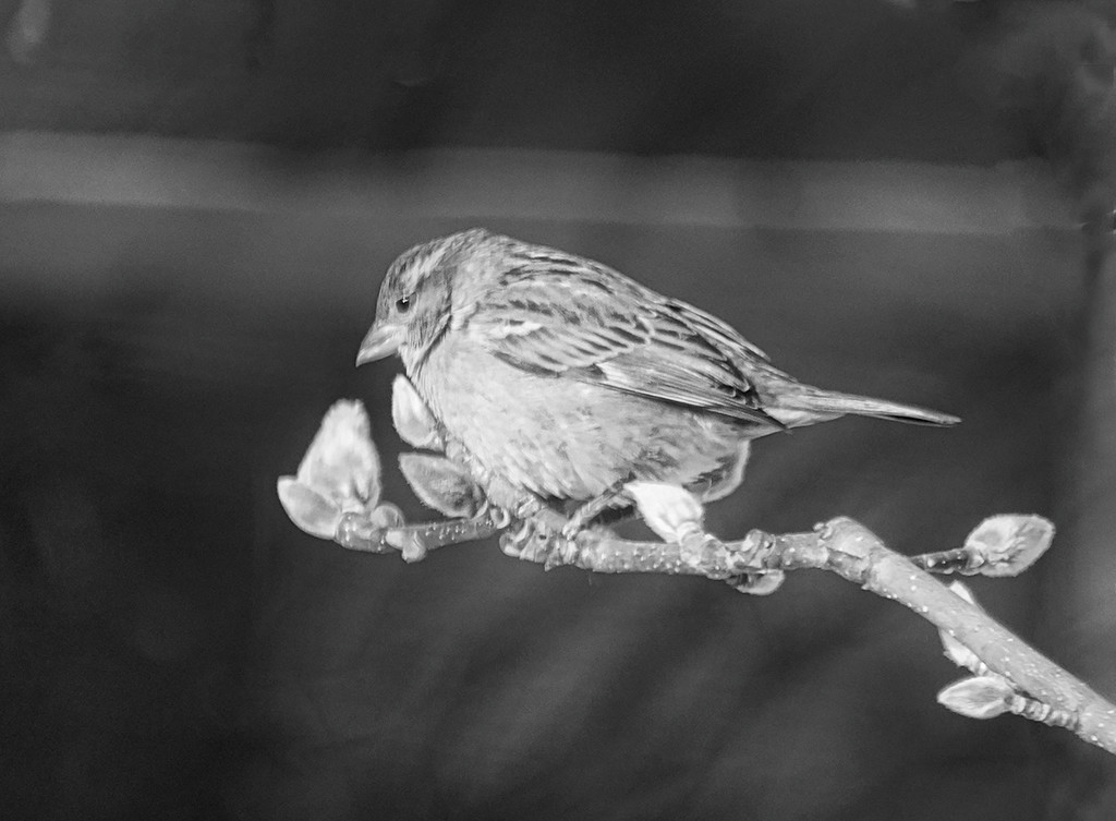 Spotlight Sparrow by gardencat
