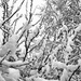 Heavy Snow by teriyakih