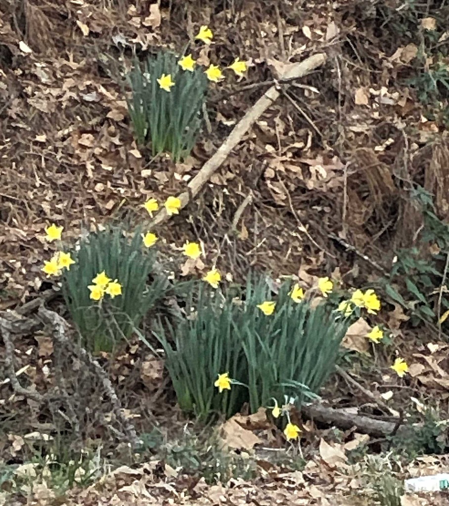daffodils by homeschoolmom