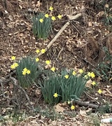 7th Feb 2019 - daffodils