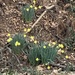 daffodils by homeschoolmom