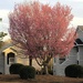 The trees are blooming! by homeschoolmom