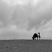 black and white cow by wenbow
