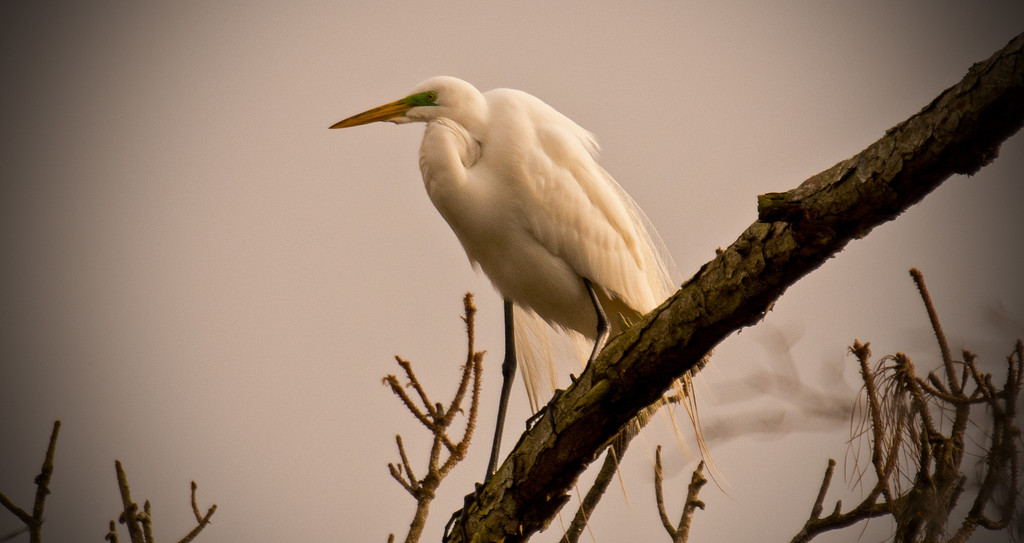 Egret, Looking Pretty! by rickster549