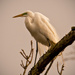 Egret, Looking Pretty! by rickster549