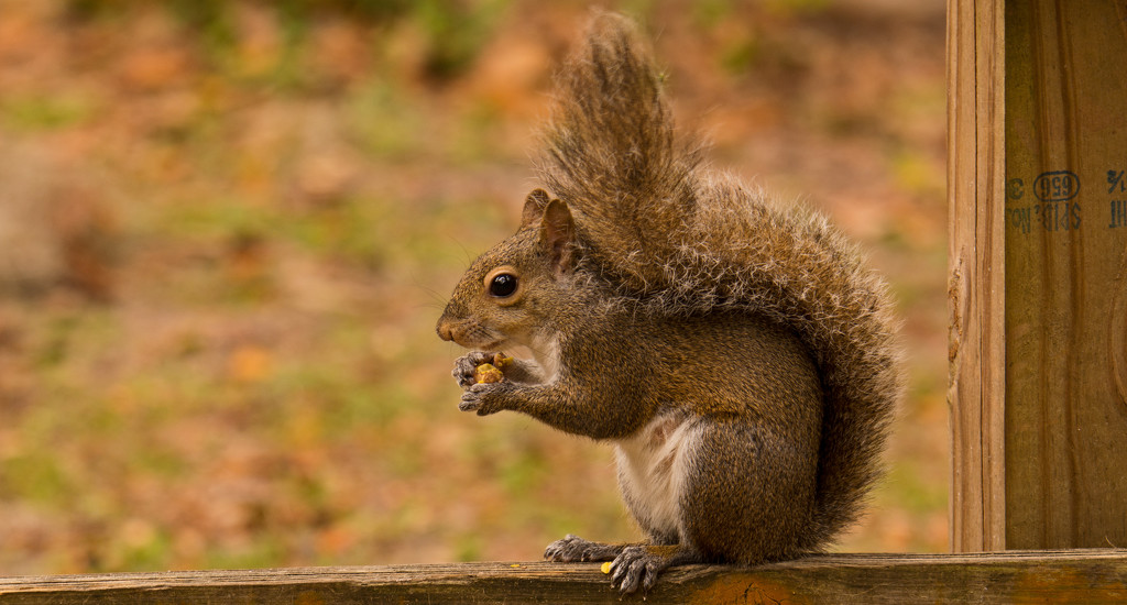 Today's Squirrel! by rickster549