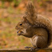 Today's Squirrel! by rickster549