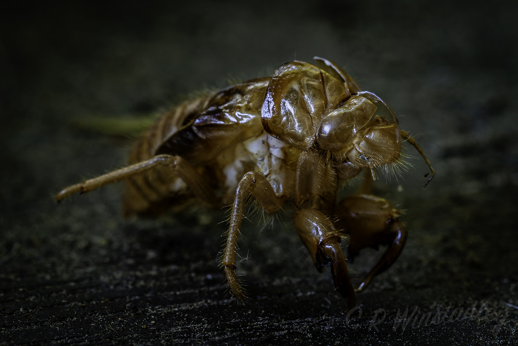 Cicada Skin by kipper1951
