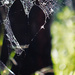 Hearty web by sugarmuser