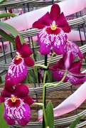 10th Feb 2019 - Orchids 
