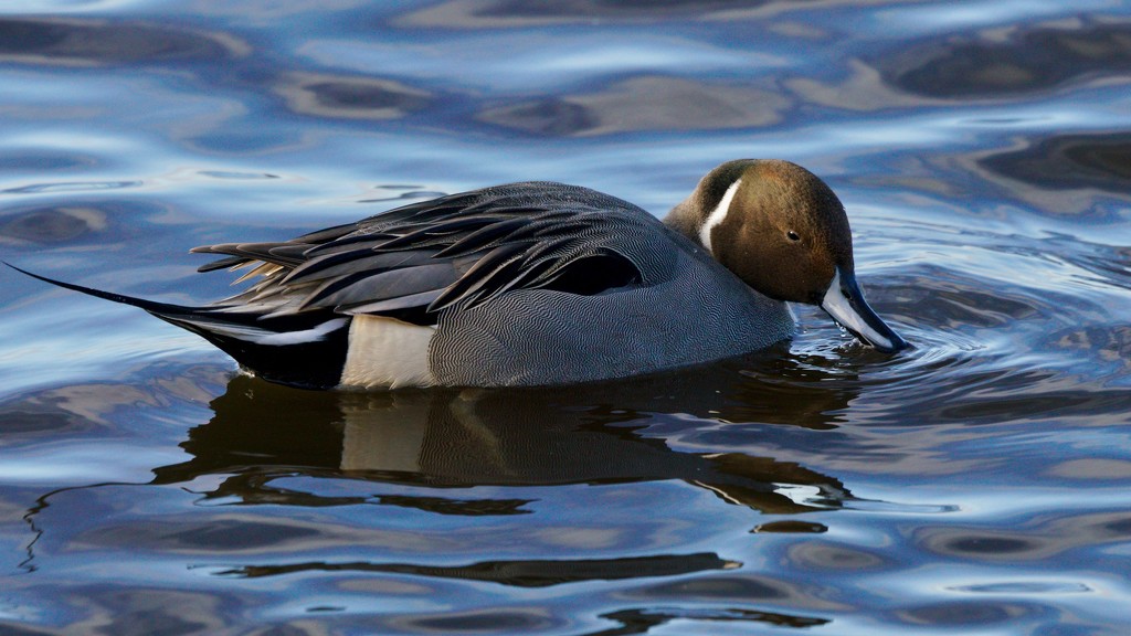 PINTAIL by markp