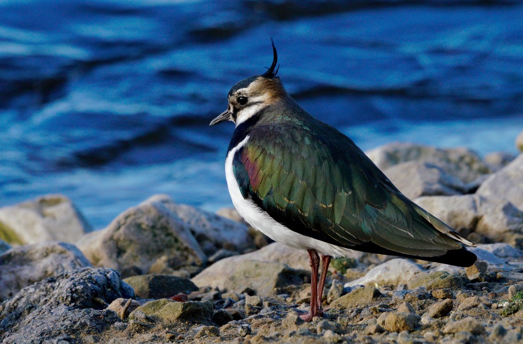 LONE LAPWING by markp