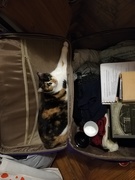 8th Feb 2019 - She wants to go anywhere with us