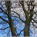 Beech tree branches and blue sky. by grace55
