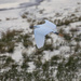 Little Egret taking off by dailydelight