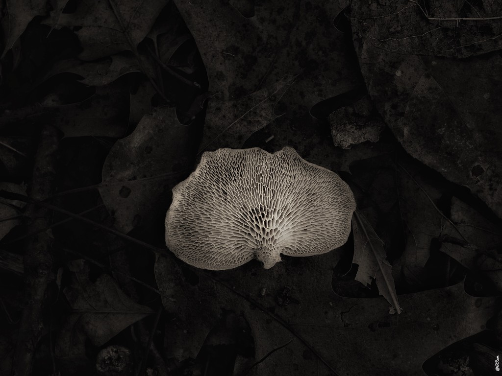 Fallen Mushroom by ramr