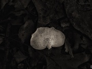 10th Feb 2019 - Fallen Mushroom